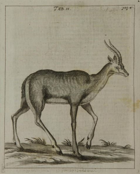 An image of a deer