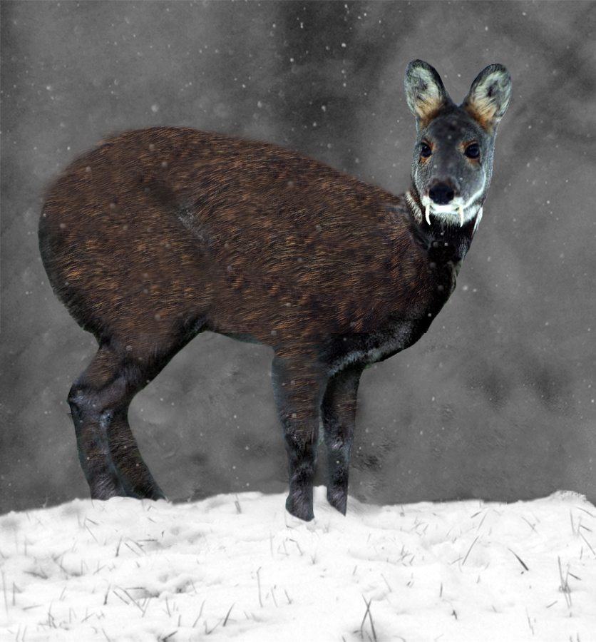 A deer standing in snow