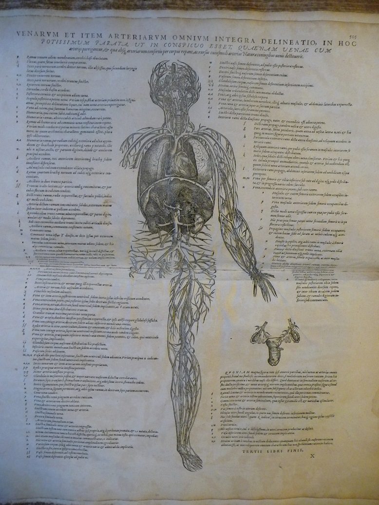 A page from 'De humani corporis fabrica' (The fabric of the human body) by Andreas Vesalius showing an illustration of the veins in the body.