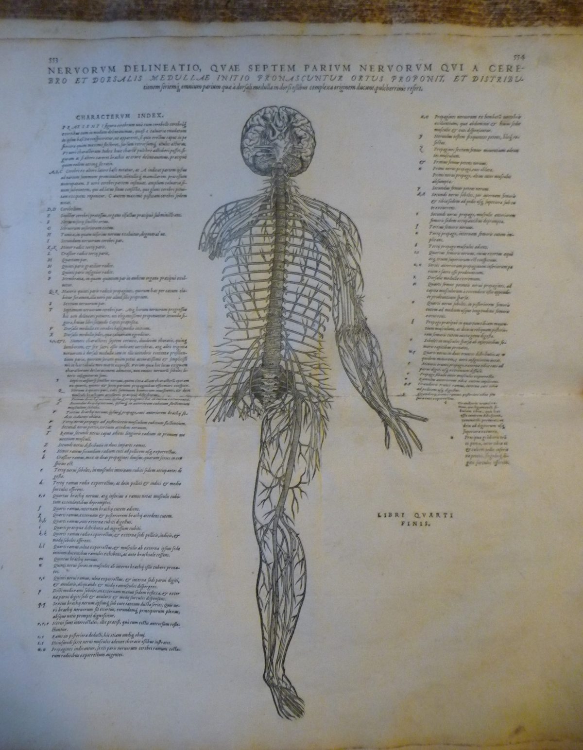A page from 'De humani corporis fabrica' (The fabric of the human body) by Andreas Vesalius showing an illustration of the nerves in the body.