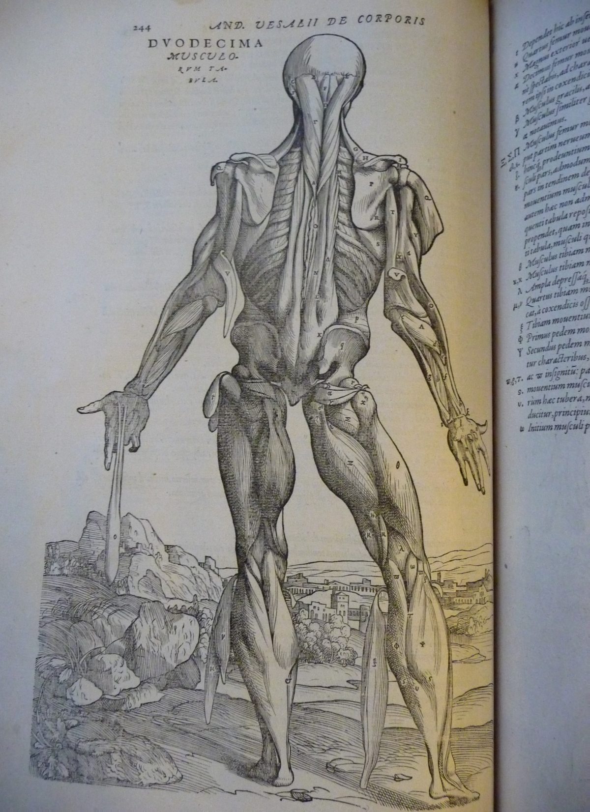 An intricately detailed drawing of human dissection in an allegorical pose, from 'De humani corporis fabrica' (The fabric of the human body) by Andreas Vesalius.